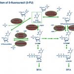 生物化学与分析生物学PPT素材