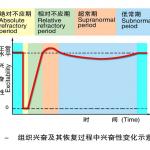 西北农林科技大学动物生理学复习资料