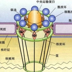 细胞生物学考研重点总结(图文)