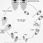 ˼дСķ ˼дͼflow chart ۷