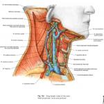 ǻСSobottaͷͼףȫӢģ