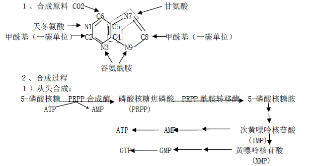 第四章 核苷酸代谢   一,嘌呤核苷酸代谢